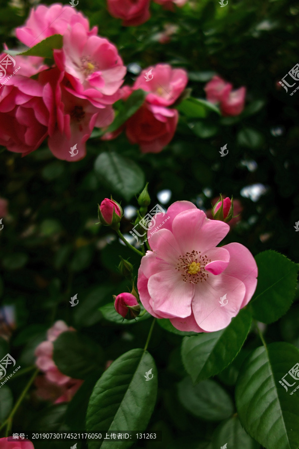 粉色野蔷薇