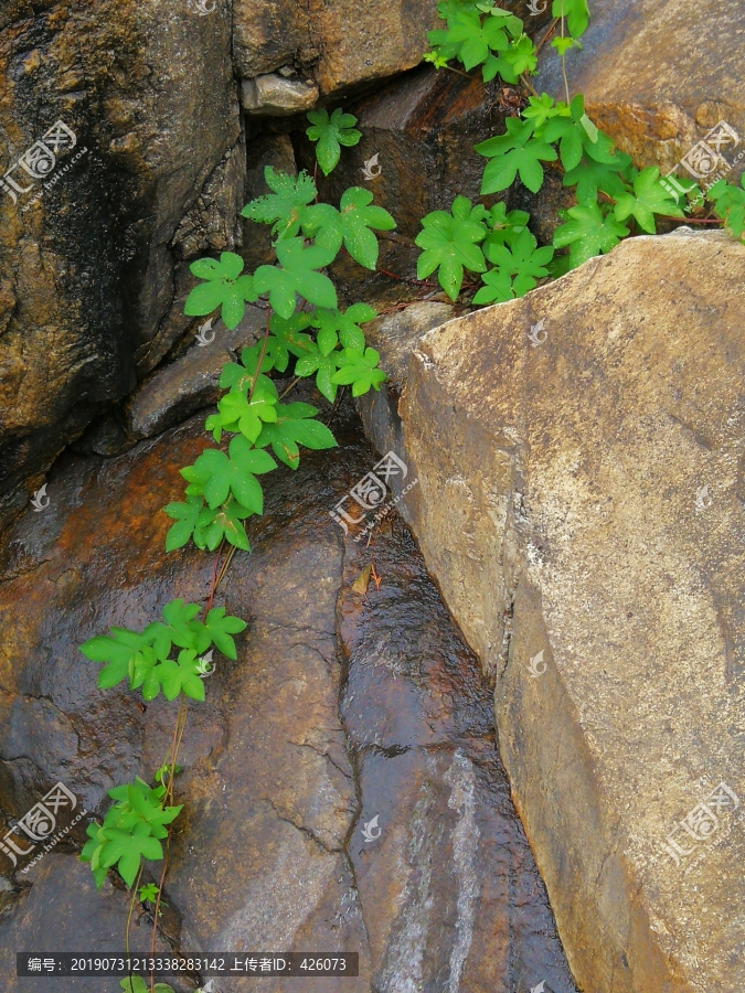 岩石缝中的绿色生命