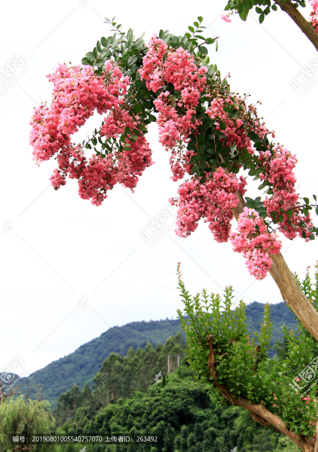 观赏紫荆花树