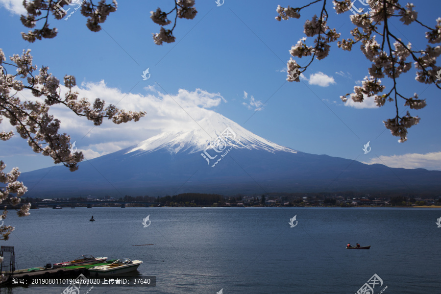 富士山樱花