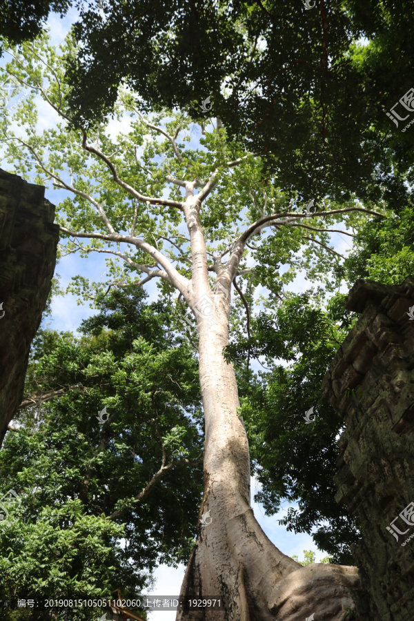 柬埔寨桐树