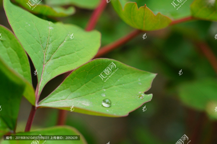 露珠露水