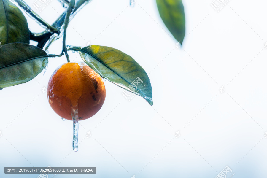 冰封的橙子