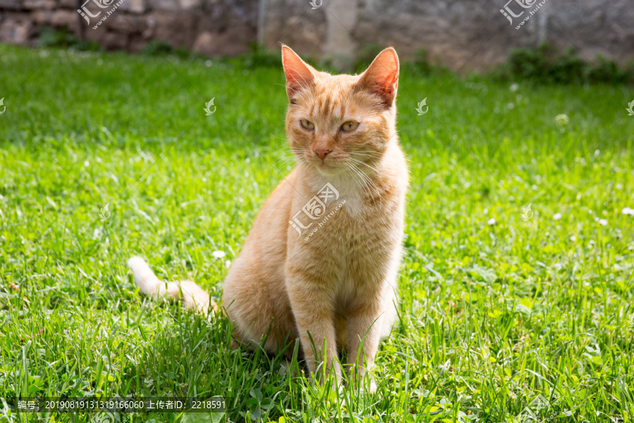 坐在草地上的花狸色猫咪