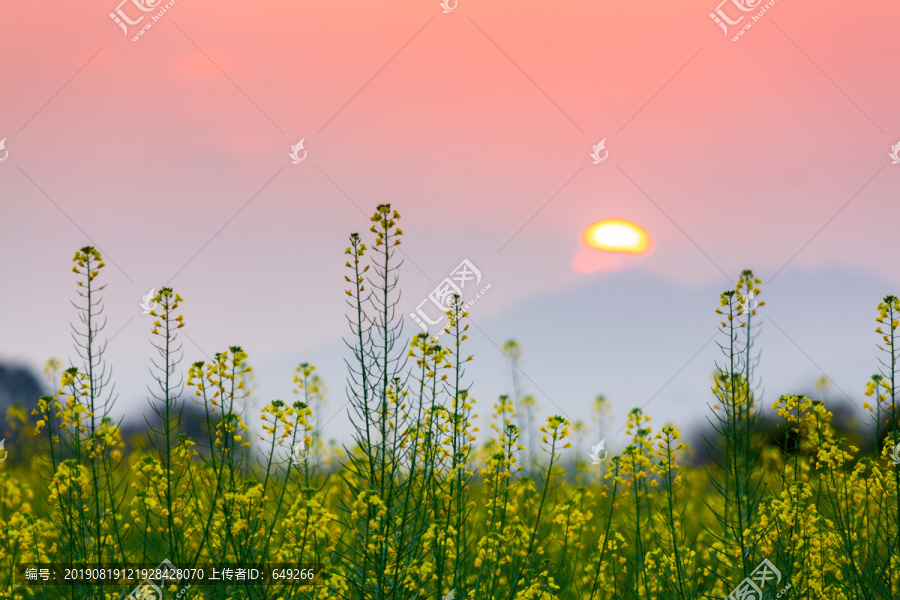 夕阳下的油菜花地