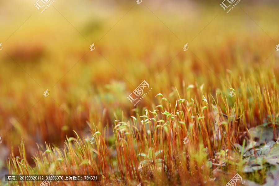 微距苔藓