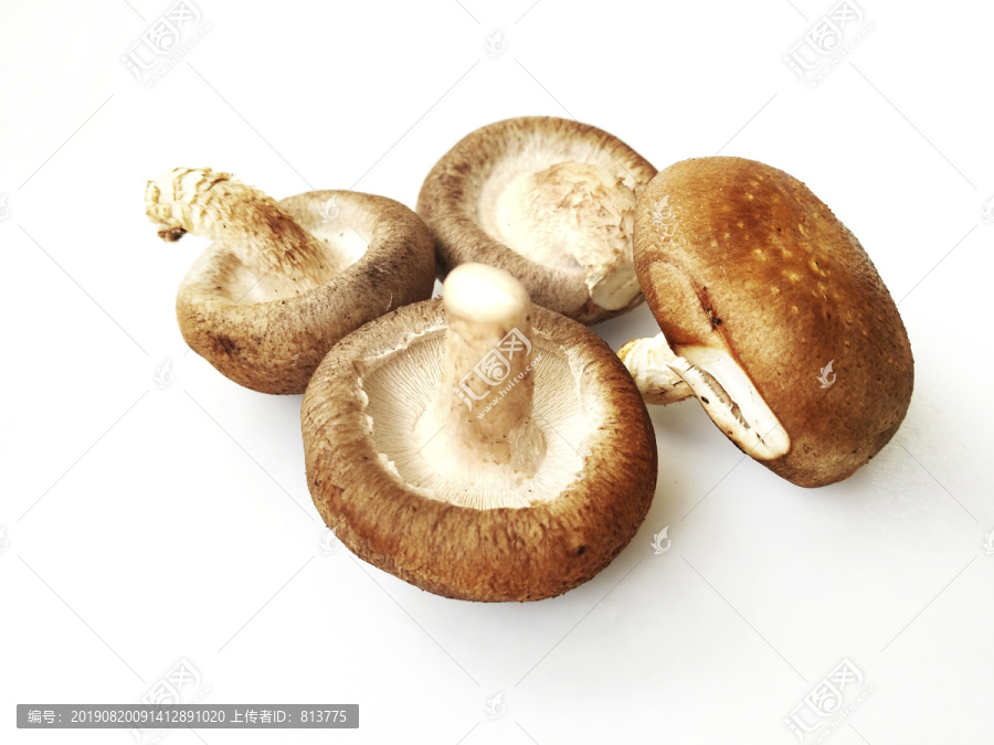 白底蘑菇素材