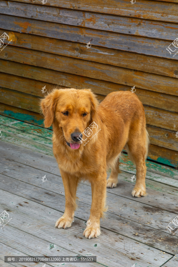 狗狗
