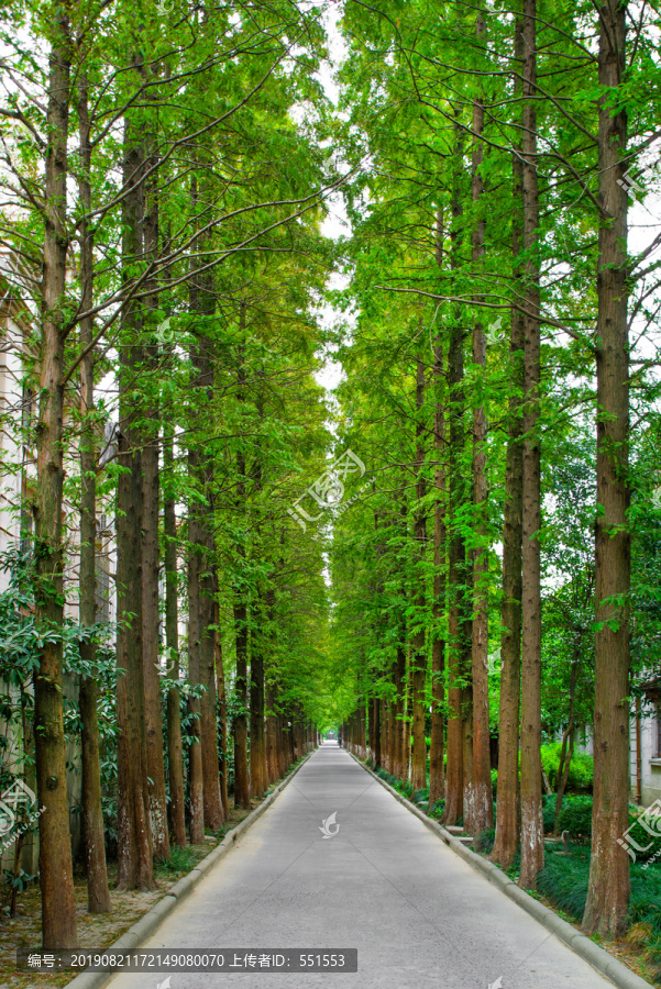 林荫路