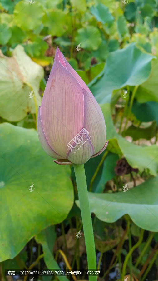 荷苑洪湖红莲花苞