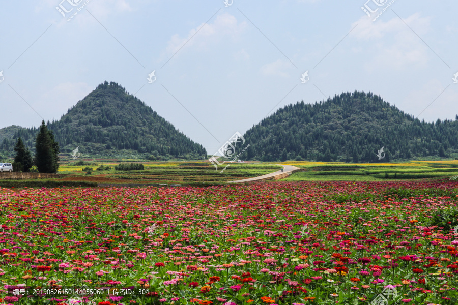 罗平花海百日菊格桑花