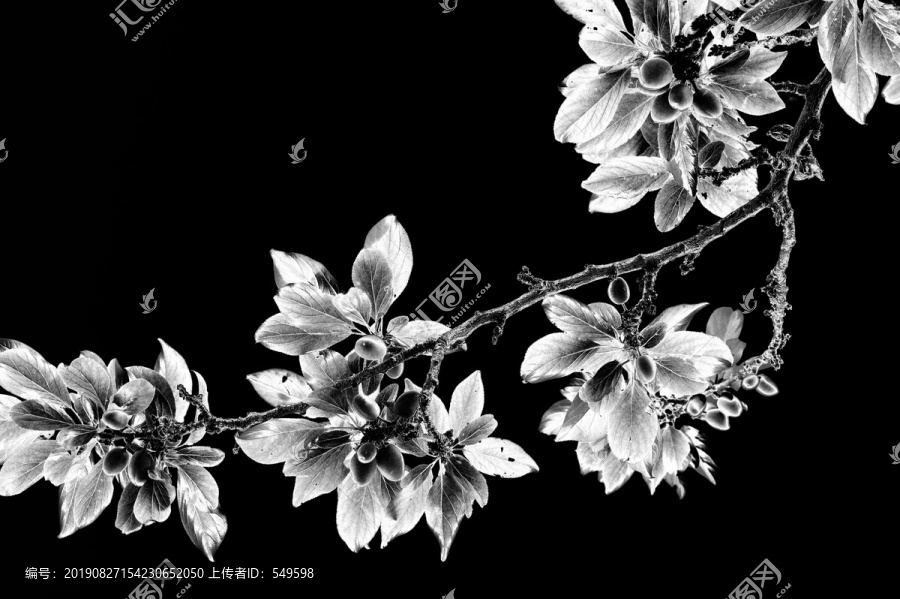 植物黑白摄影