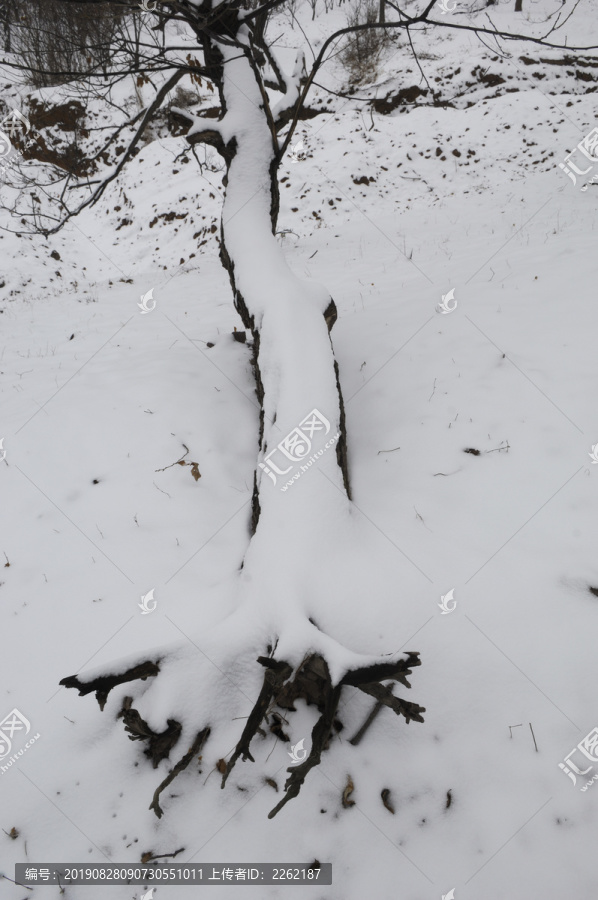 雪景