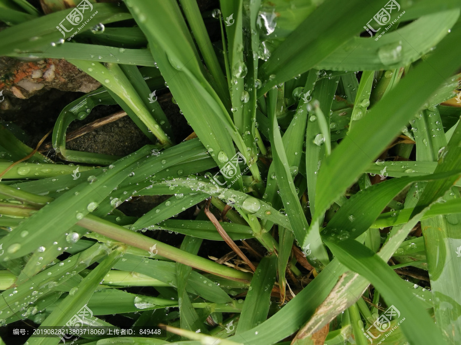 小草露水