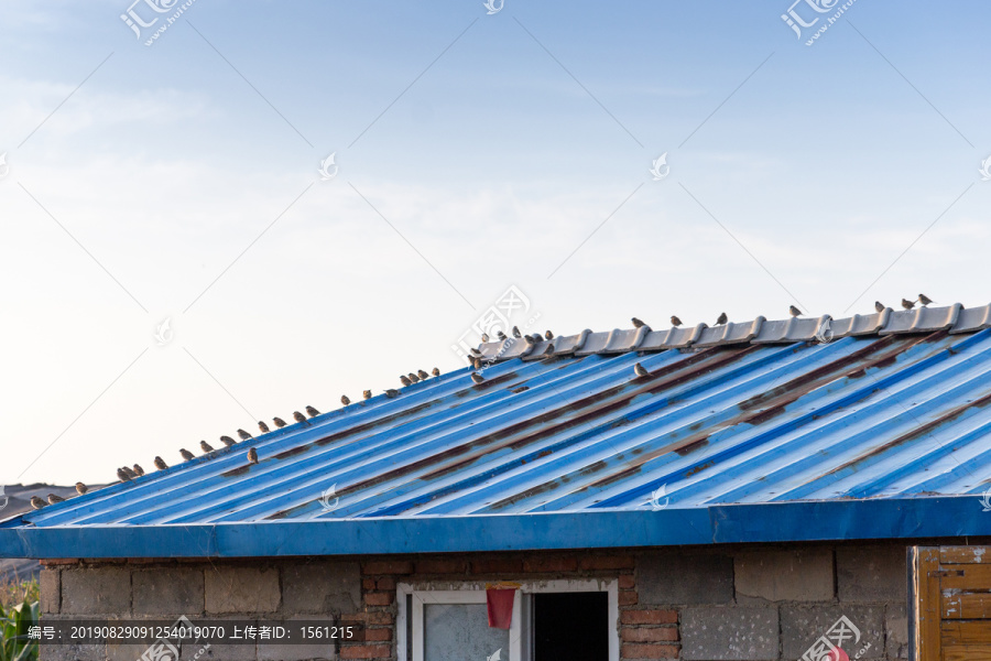 房顶的一排鸟