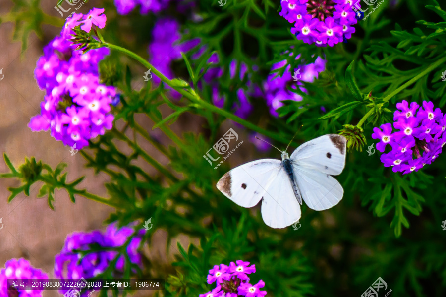 蝴蝶和鲜花
