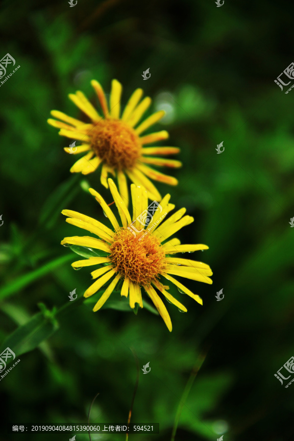 植物花卉特写