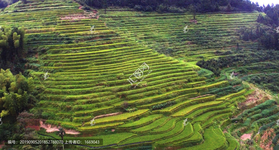 紫鹊界秋景