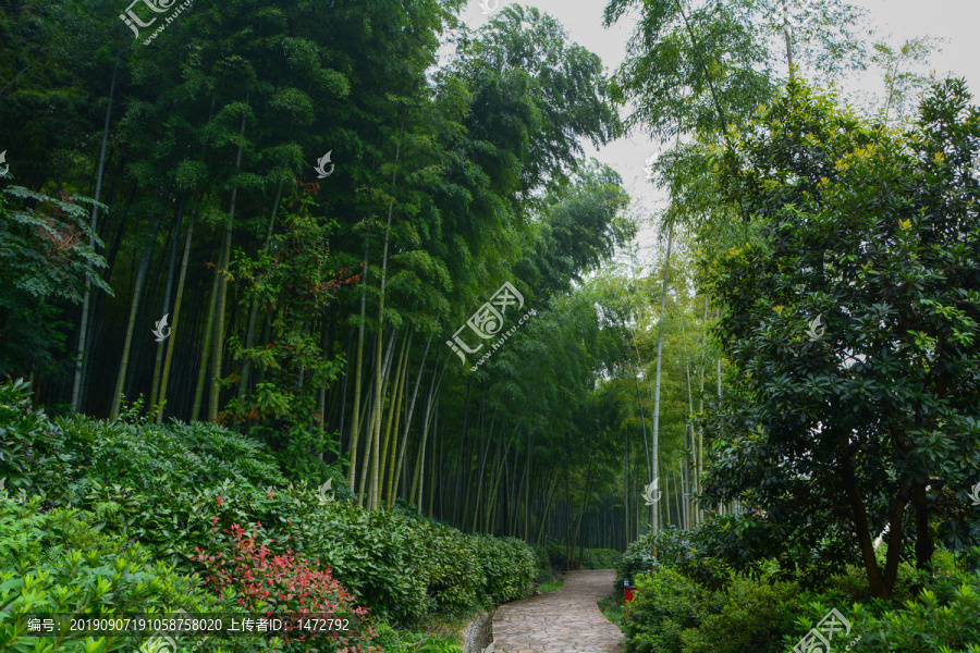 江苏宜兴竹海风景区夏日迷人风光