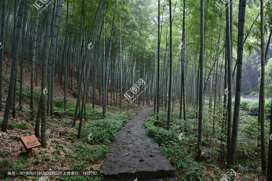 江苏宜兴竹海风景区夏日迷人风光