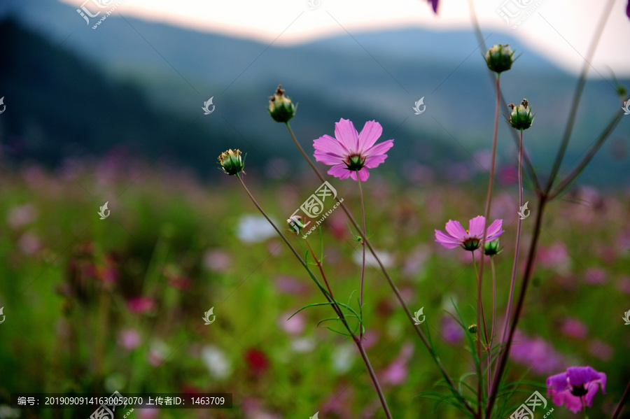 格桑花