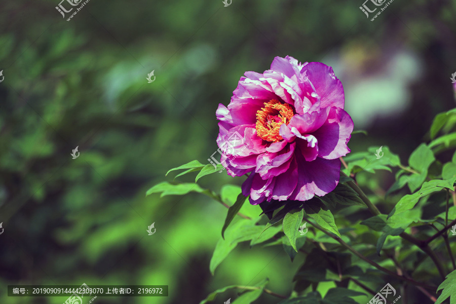 紫牡丹