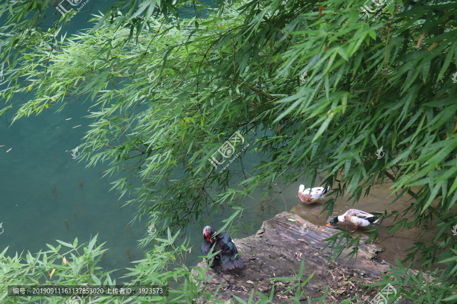 竹林下的鸳鸯