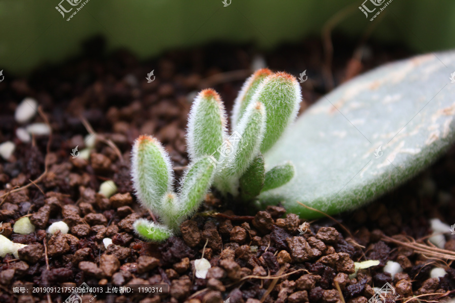 兔耳朵多肉植物嫩叶发芽