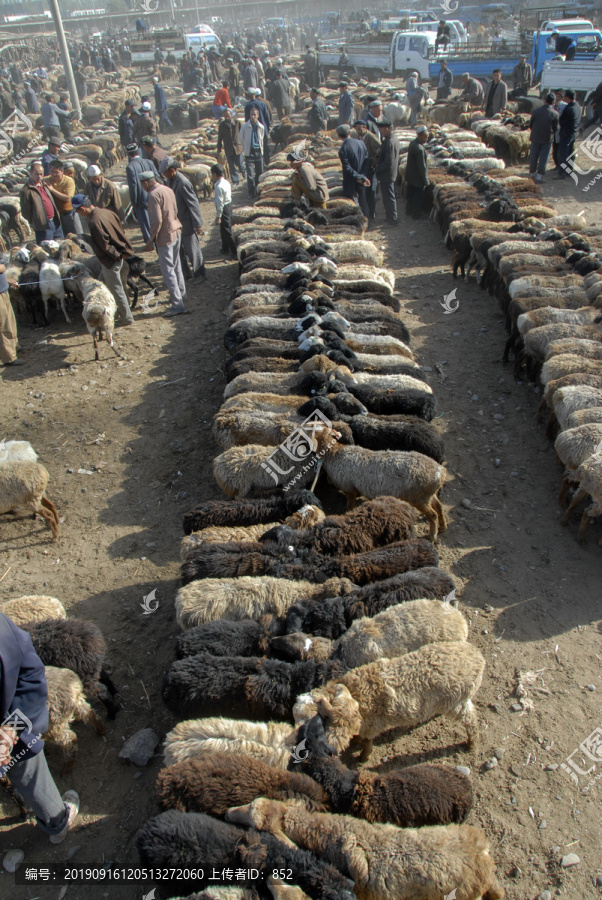 新疆绵羊市场