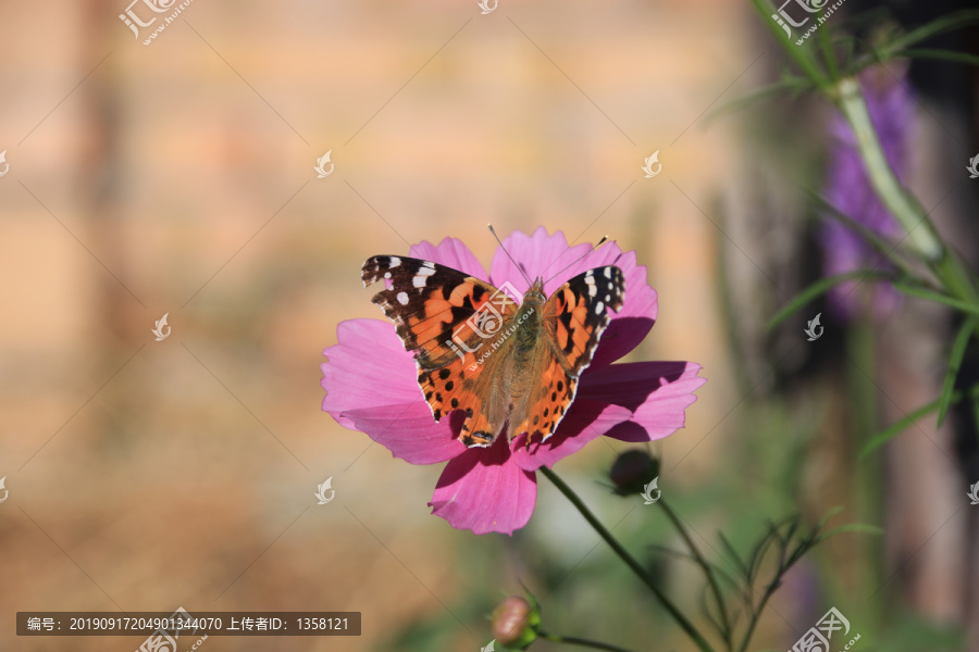 落在花上的一只花蝴蝶插图