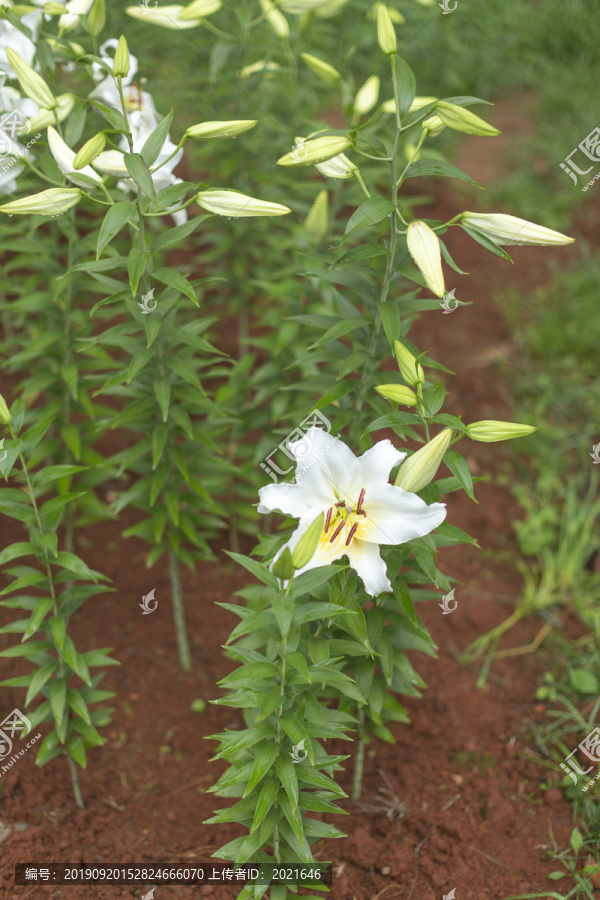 百合花素材