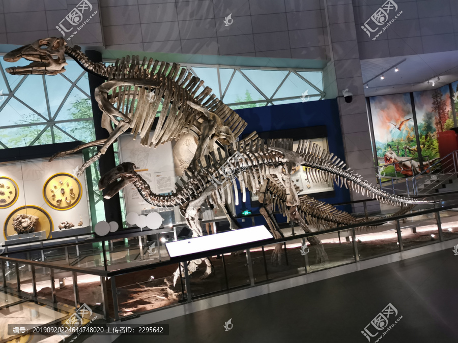 恐龙化石