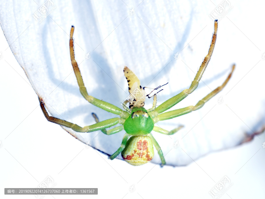 蜘蛛捕食