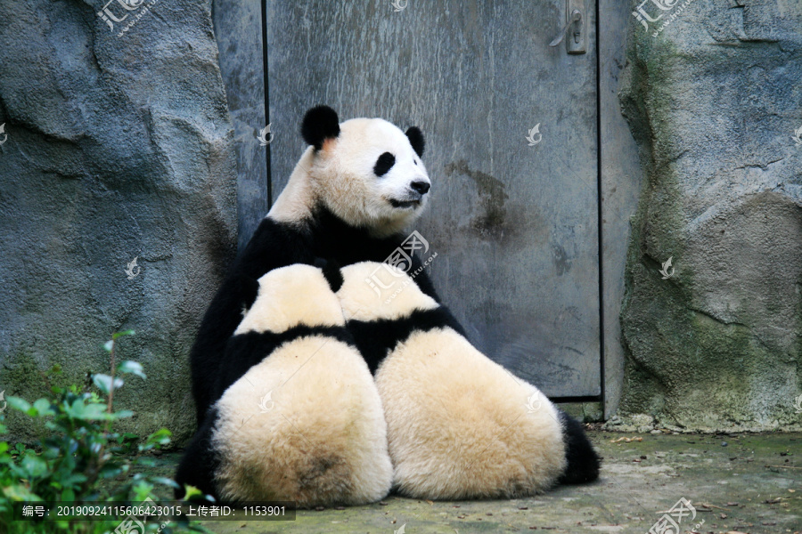 喂奶的大熊猫