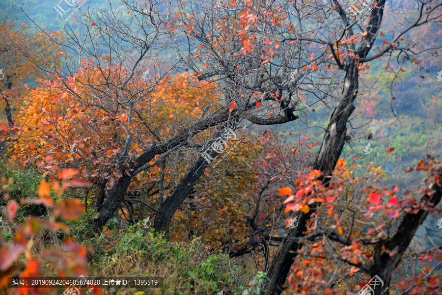 香山红叶