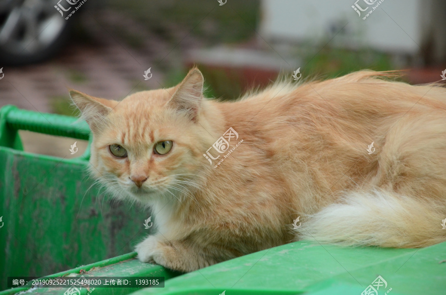 猫的眼睛