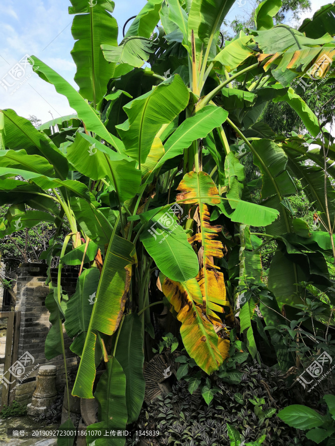 芭蕉树香蕉树