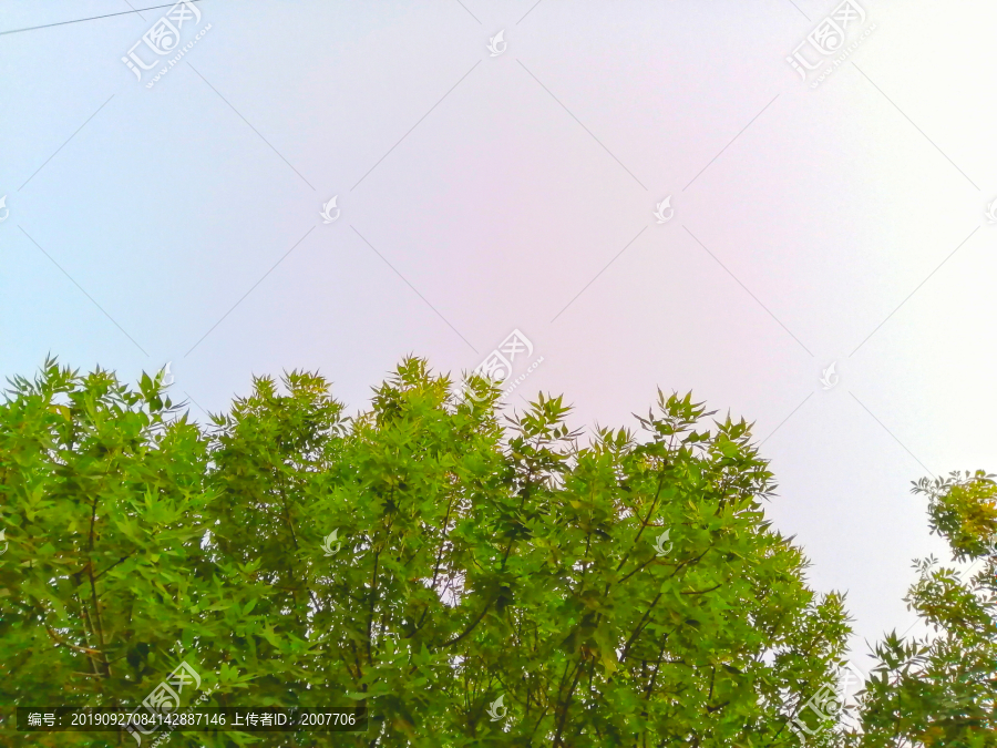 阳光绿叶天空