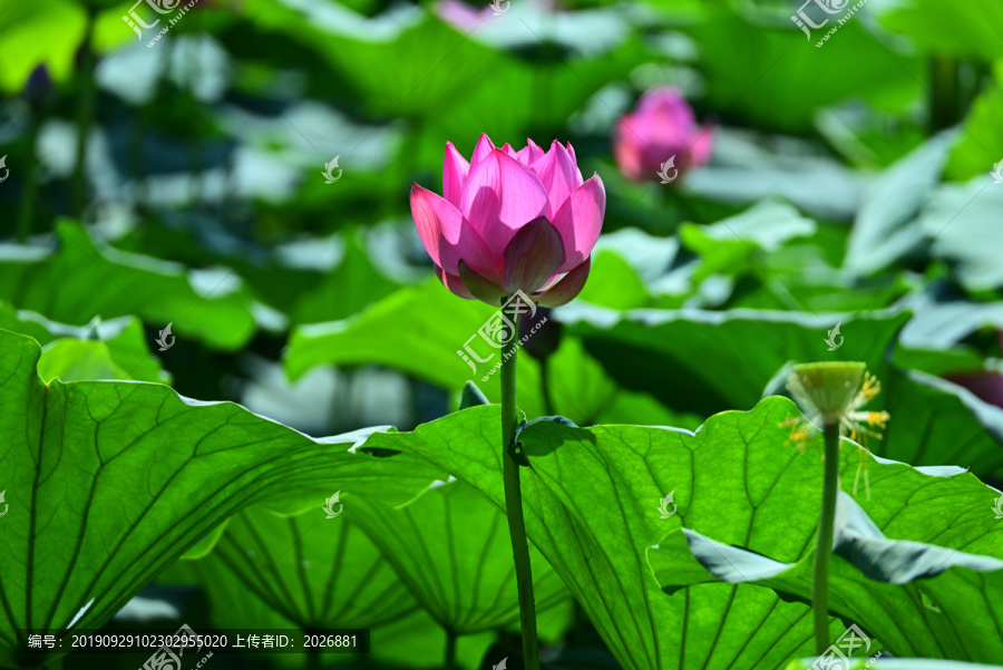 荷花