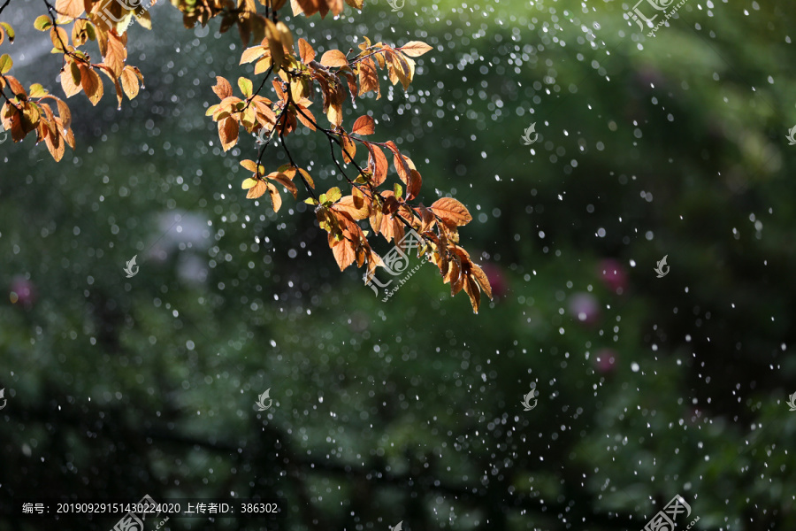 雨中的树叶