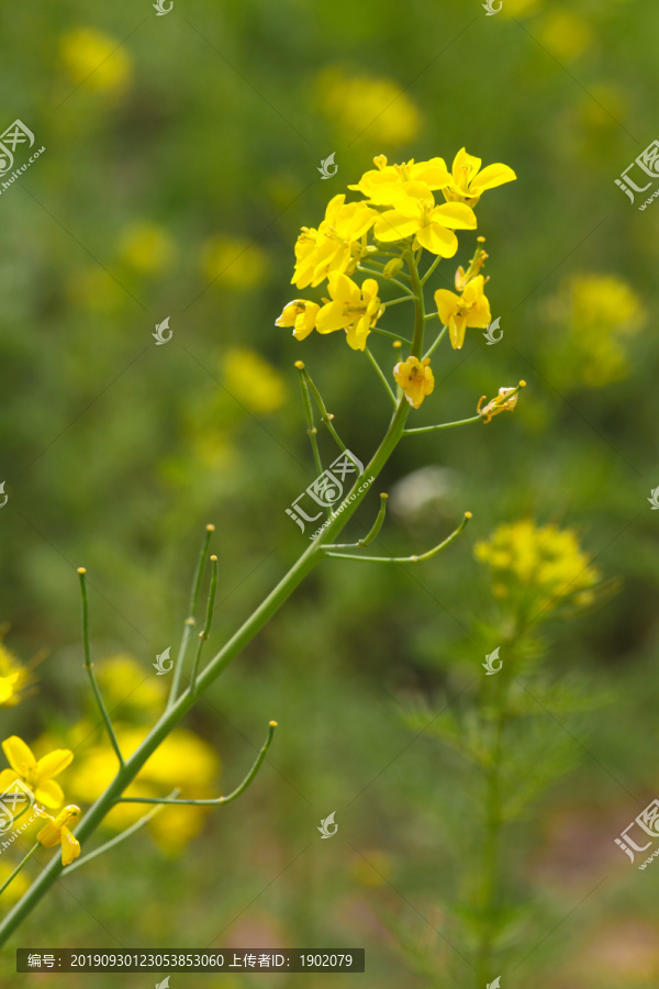 盛开的油菜花