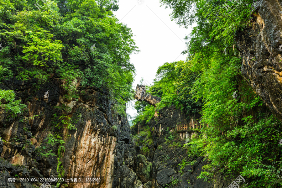 黄果树