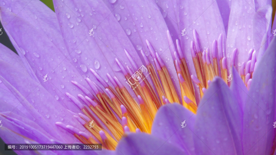 雨后睡莲