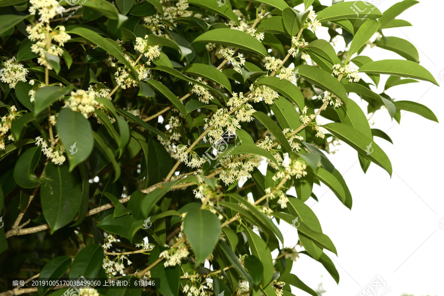 桂花植物