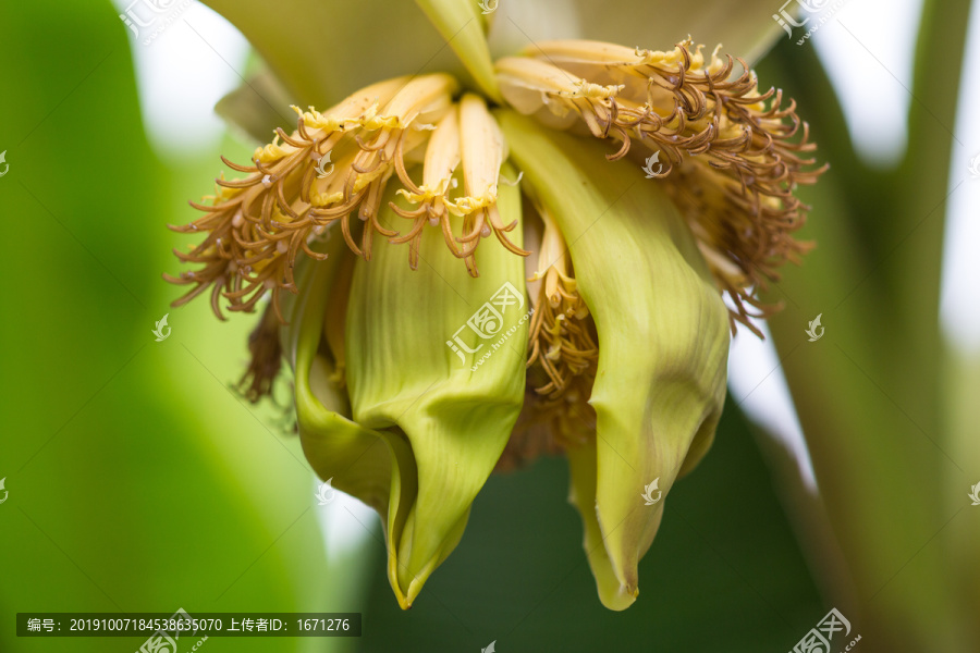 芭蕉花