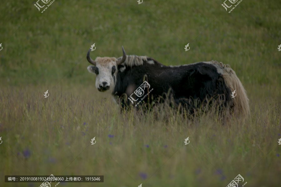 草原的牦牛