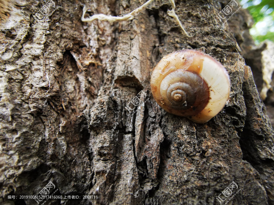 树干上的蜗牛壳
