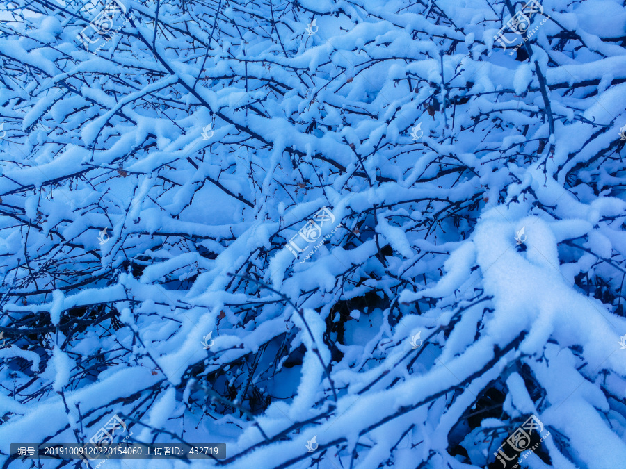 冬季落雪的树枝