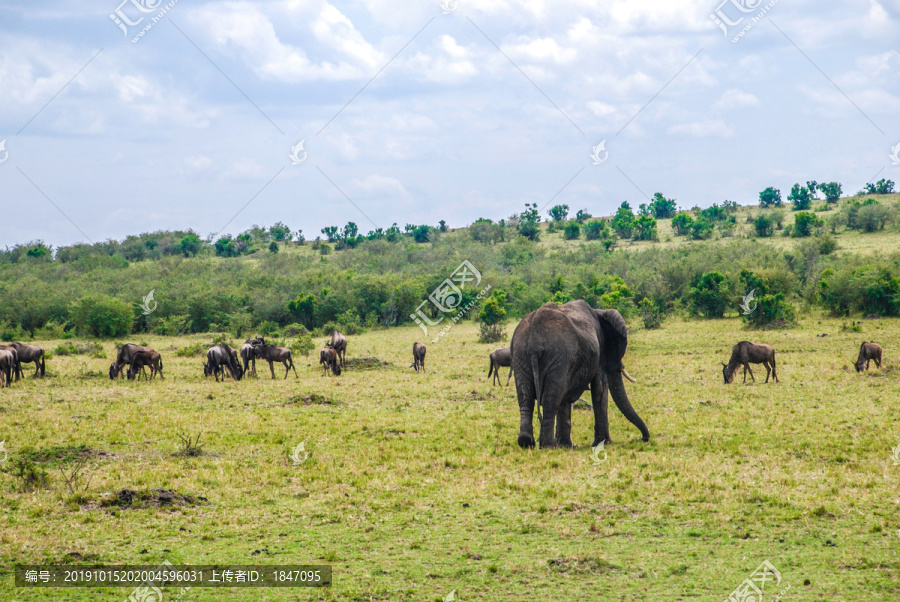 非洲草原上的动物