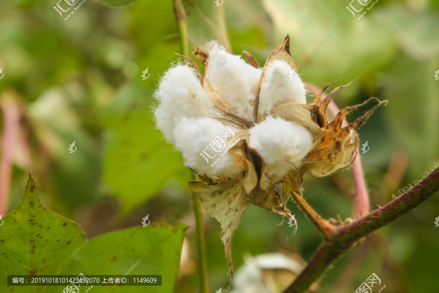 成熟棉花